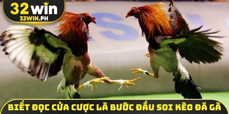 Biết đọc cửa cược là bước đầu soi kèo đá gà