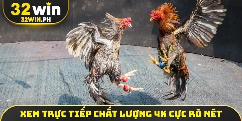 Đá Gà Trực Tiếp - Full HD 4K, Uy Tín Chất Lượng Cao 2026 Xem trực tiếp chất lượng 4K cực rõ nét